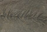 Fossil Pennsylvanian Horsetail (Asterophyllites) Plate - France #264530-1